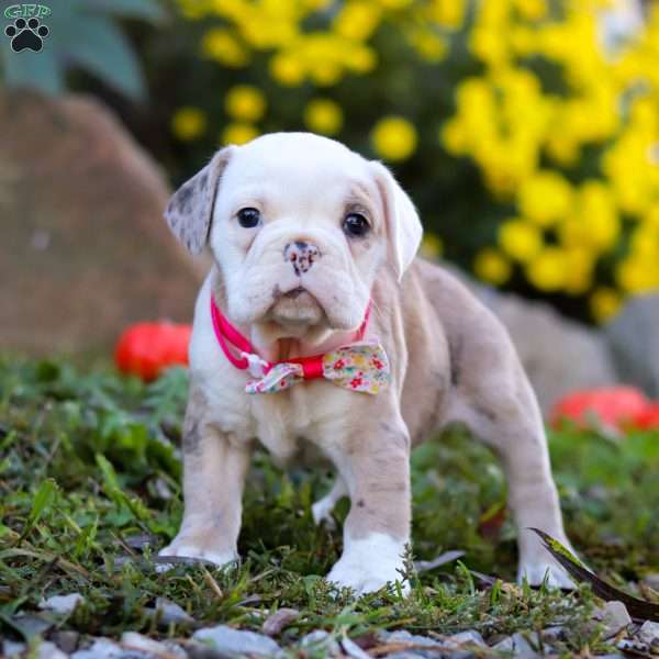 Mila, Beabull Puppy